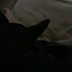 Meet your Posher, Sachimar